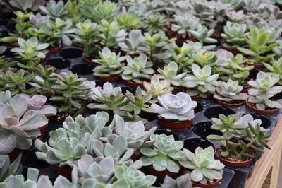 Succulent Assorted