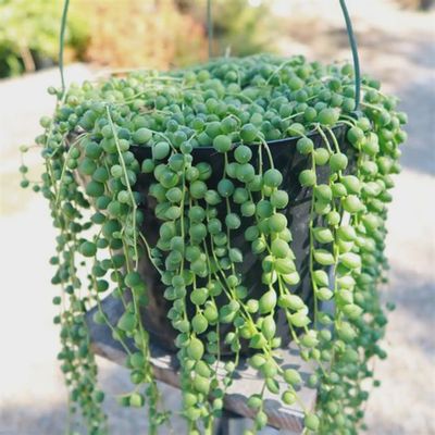 Senecio String of Pearls
