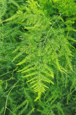 Asparagus Plumosus
