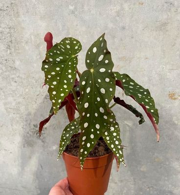 Begonia Maculata