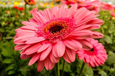 Gerbera Daisy