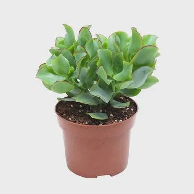 Crassula Curly Tinted