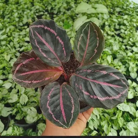 Calathea roseopicta "Dottie"