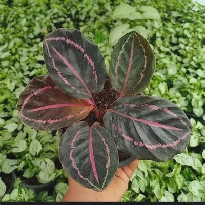 Calathea Roseopicta "Dottie"