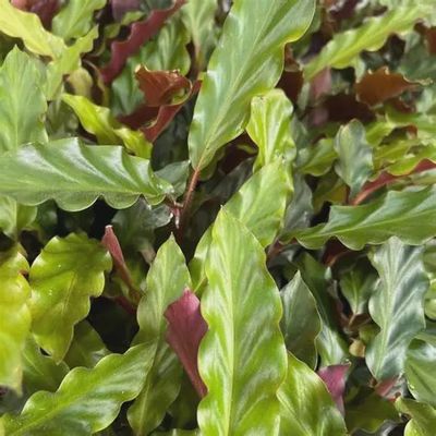 Calathea rufibarba