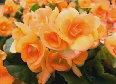 Begonia Reiger