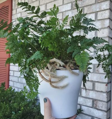 Rabbit's Foot Fern