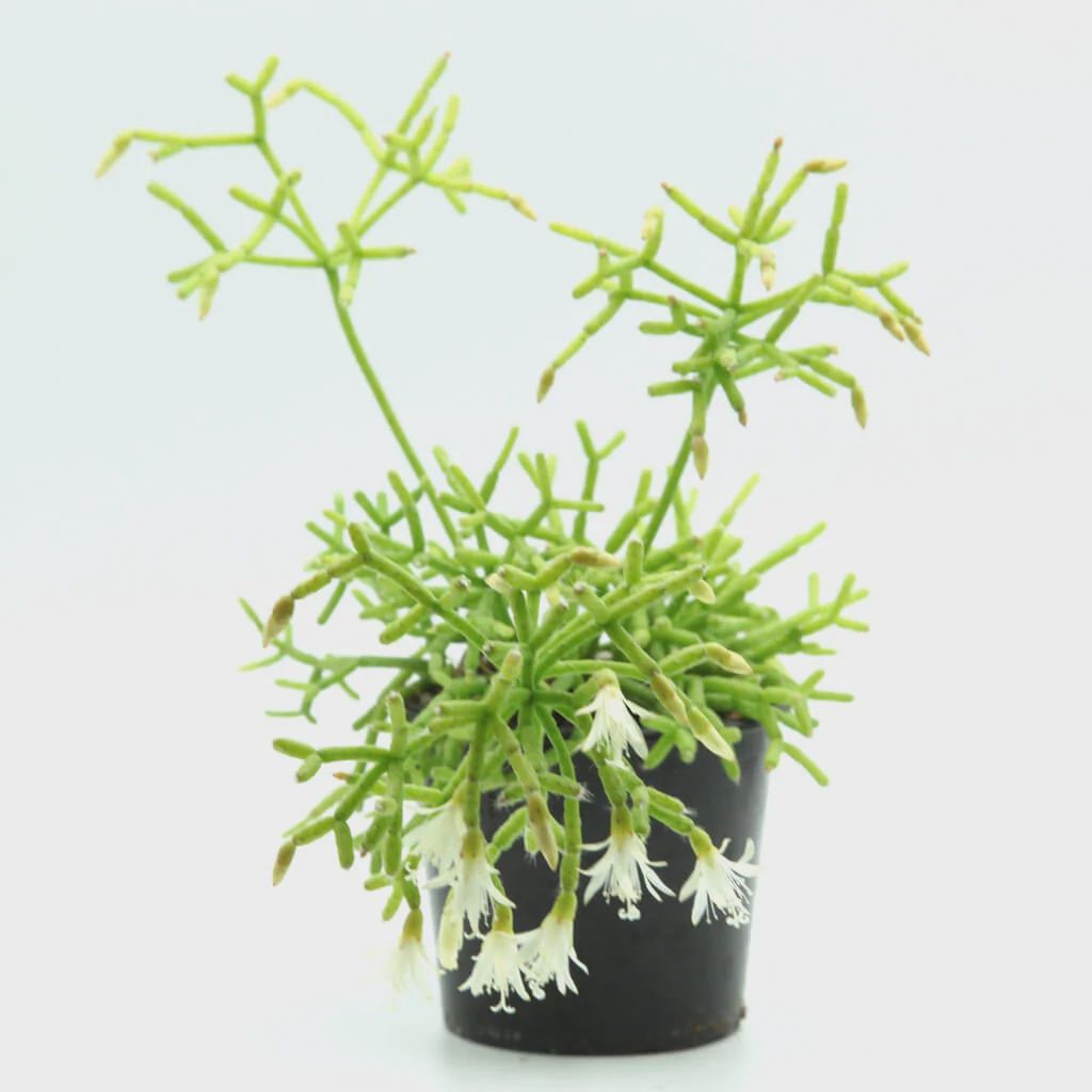 Euphorbia lactea ‘Cristata’ Coral Cactus