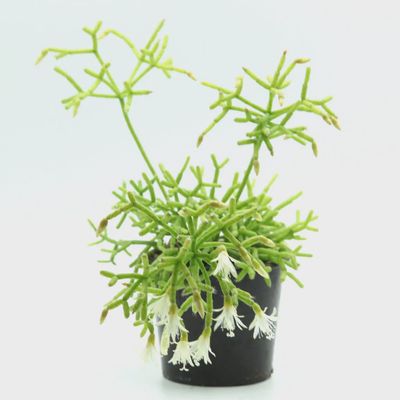Coral Cactus