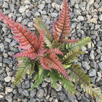 Pteris Tri-colour Fern