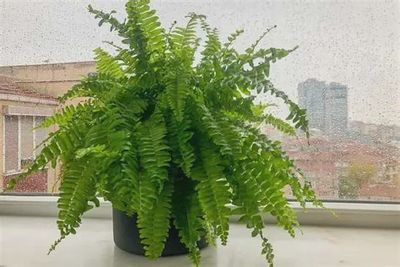 Boston Fern BLG