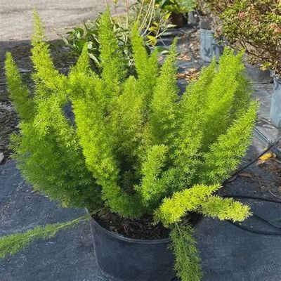 Foxtail Fern