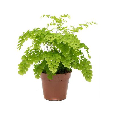 Maidenhair Fern - Fragrans