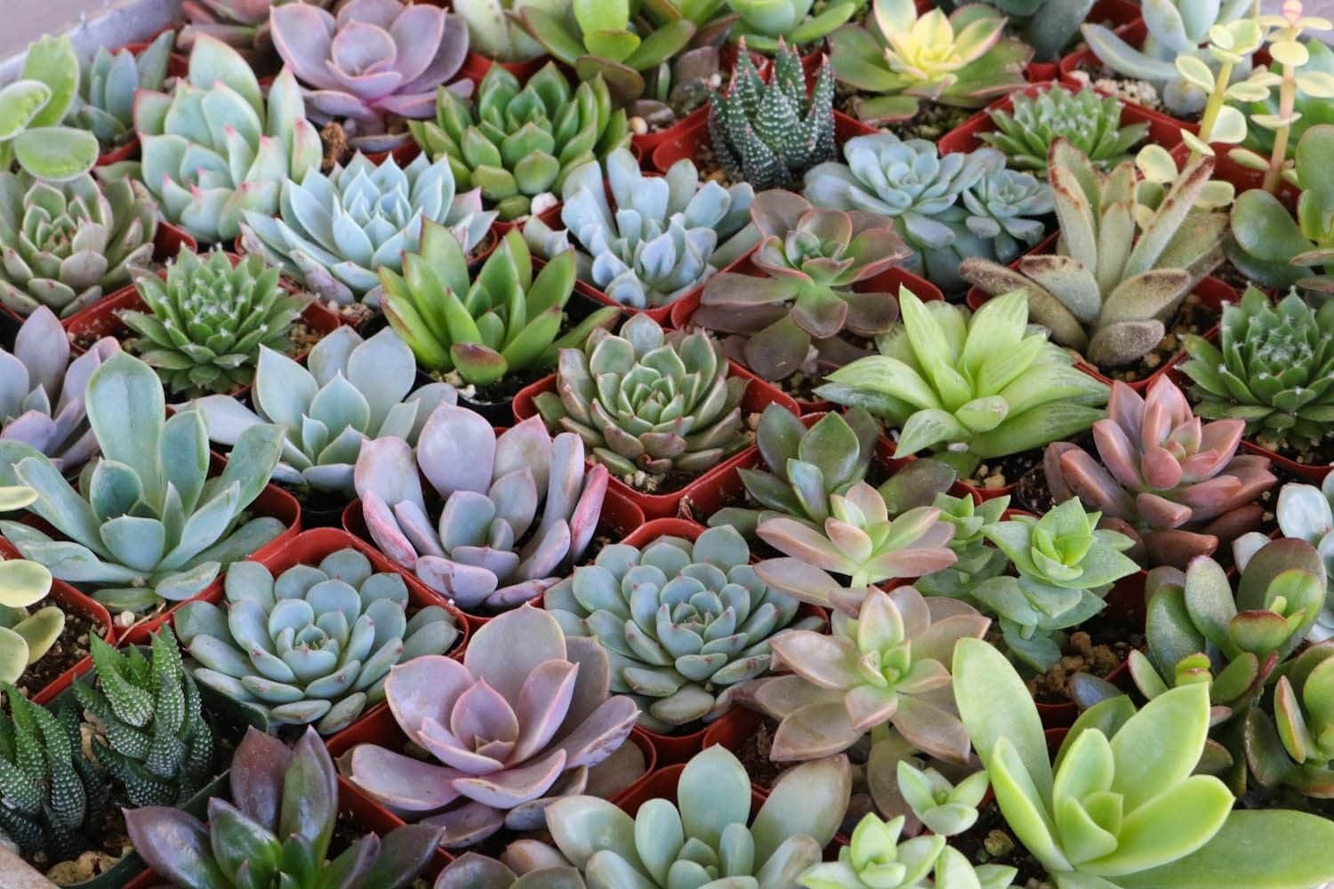 Succulents - Assorted BLG
