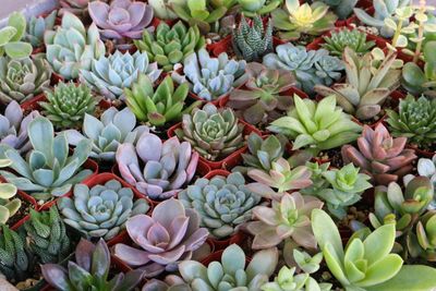 Succulents - Assorted BLG