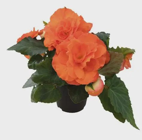 Begonia Nonstop Sunset