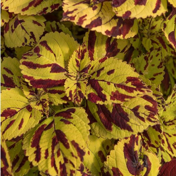 Coleus Stained Glassworks Presidio