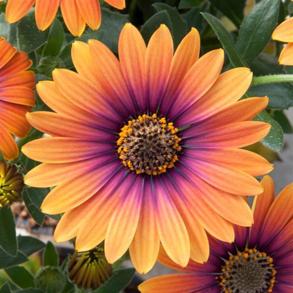 Osteospermum Zion™ Purple Sun