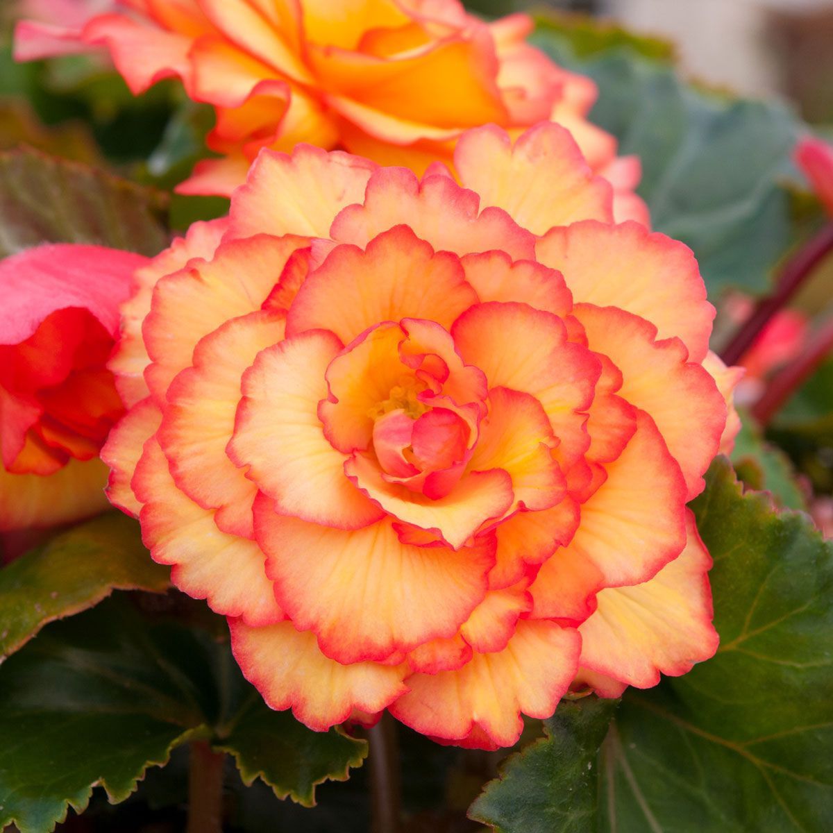 Begonia Illumination Golden Pictotee