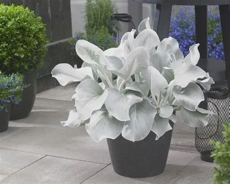 Senecio Angel Wings