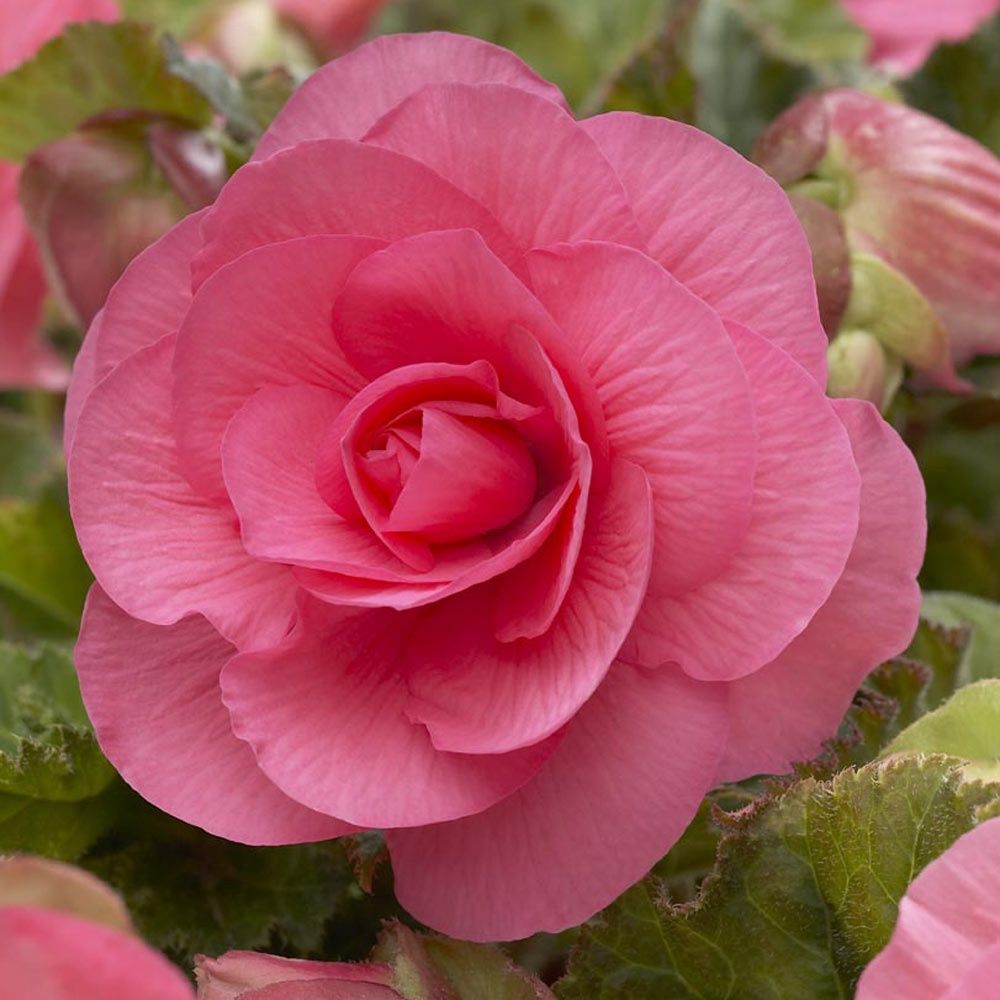 Begonia Nonstop Pink
