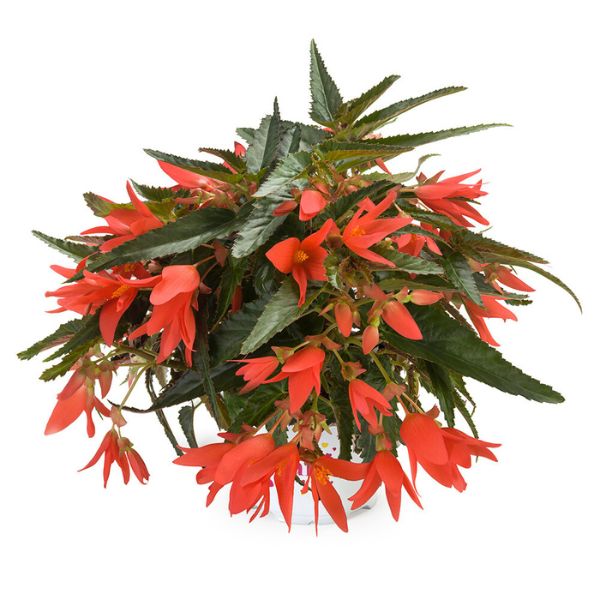 Begonia Beauvilia Dark Salmon