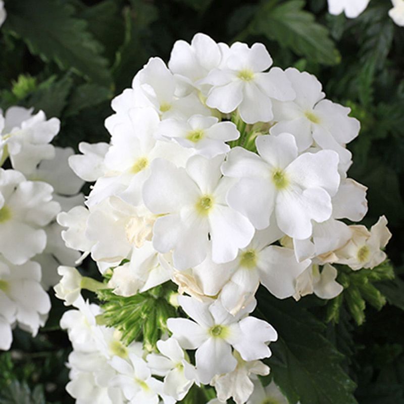 Verbena Lascar™ White