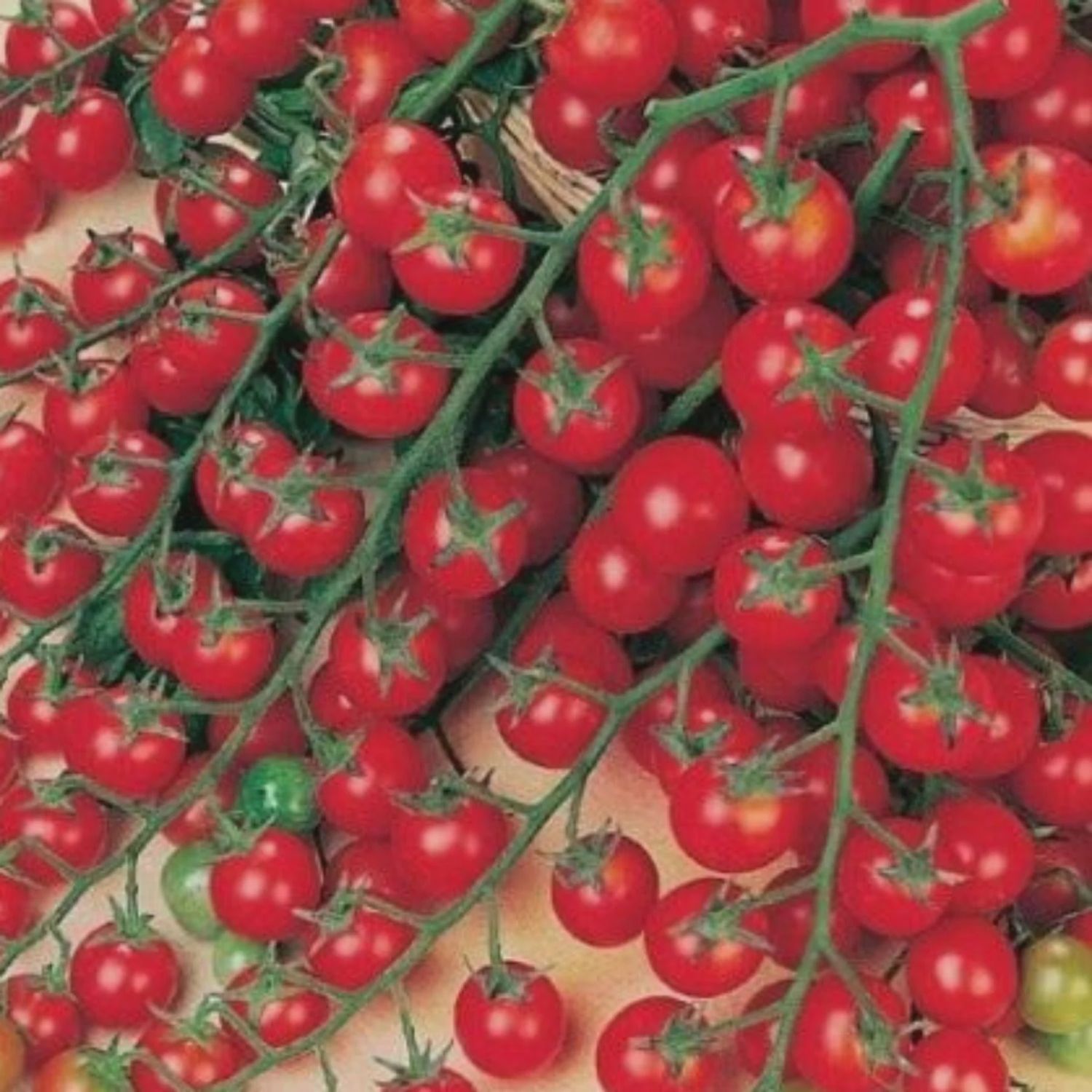 Sweet Million Tomato
