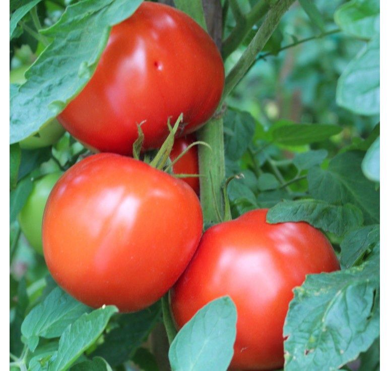 Bobcat Tomato