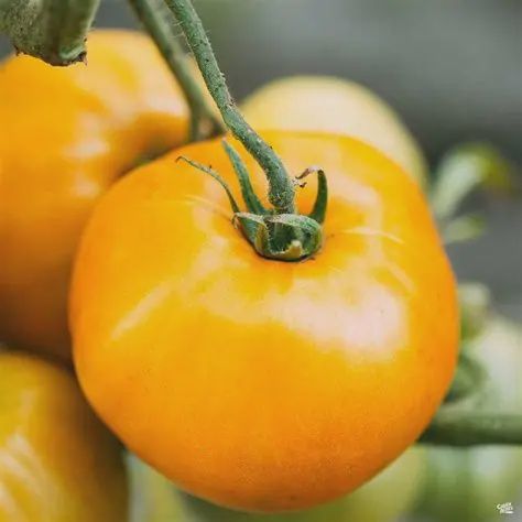 Lemon Boy Tomato