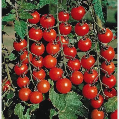 Super Sweet 100 Tomato