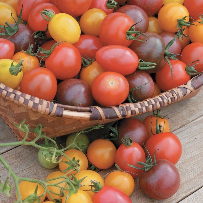 Mosaic Mix Tomato