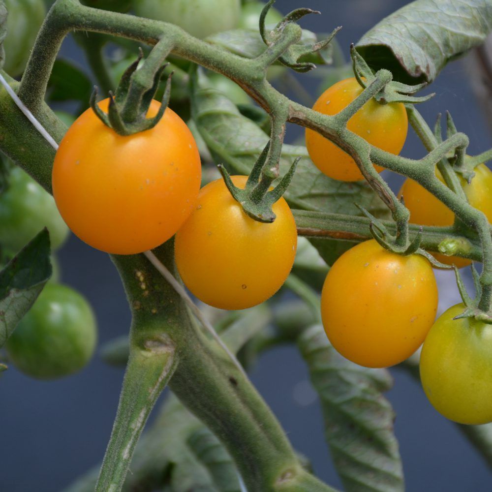 Tomato Sun Sugar