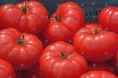 Tomato Beefmaster