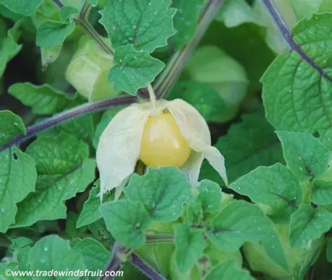 Ground Cherry - Physalis prunosa