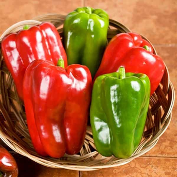Pepper Big Bertha