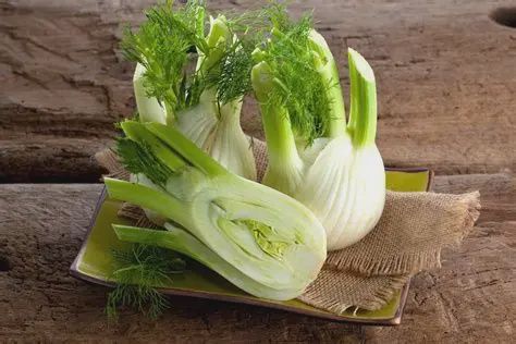 Fennel 4 pk