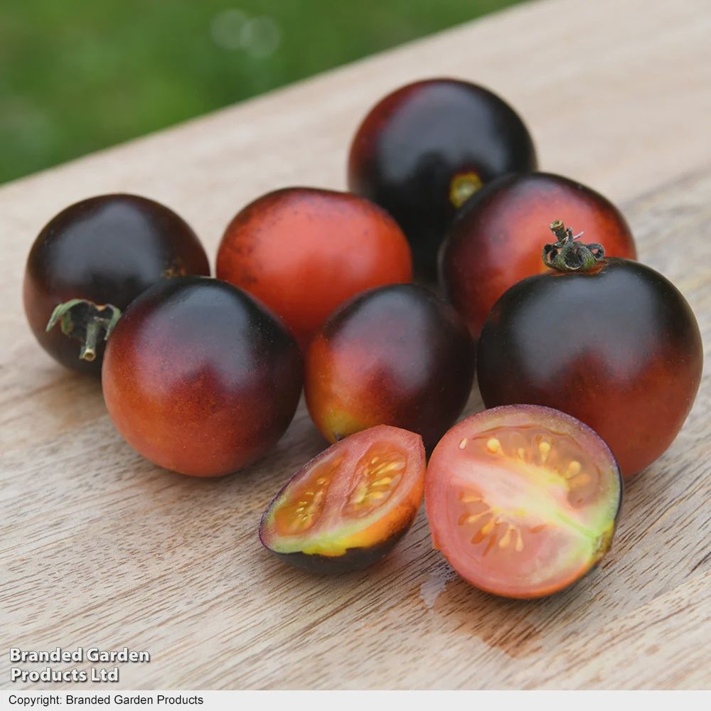 Tomato Akoya