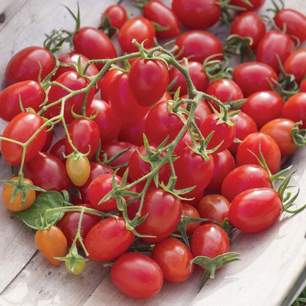 Tomato Fantastico