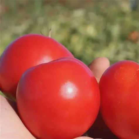 Tomato Early Girl Plus