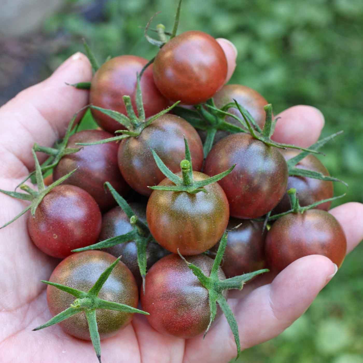 Tomato Black Cherry