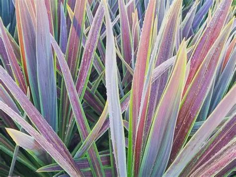 Cordyline Chocolate Mint