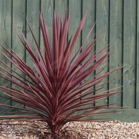 Cordyline Red Sensation