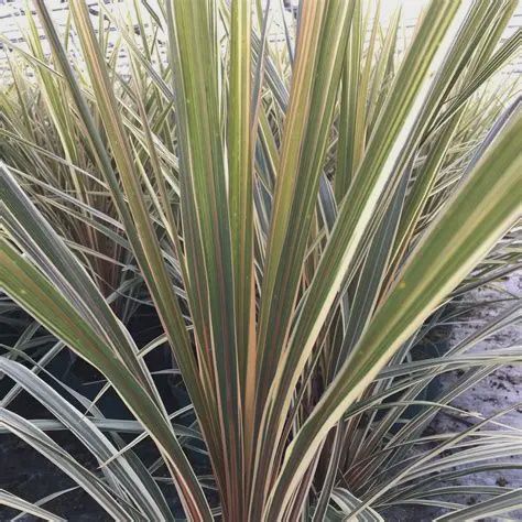 Cordyline Torbay Dazzler