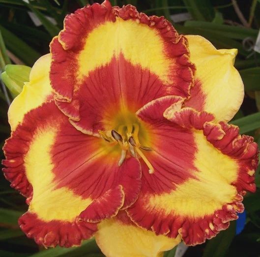 Hemerocallis Band of Fire Daylily