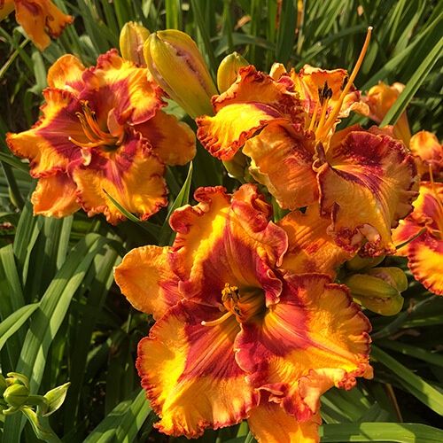 Hemerocallis Pointed Perfection Daylily