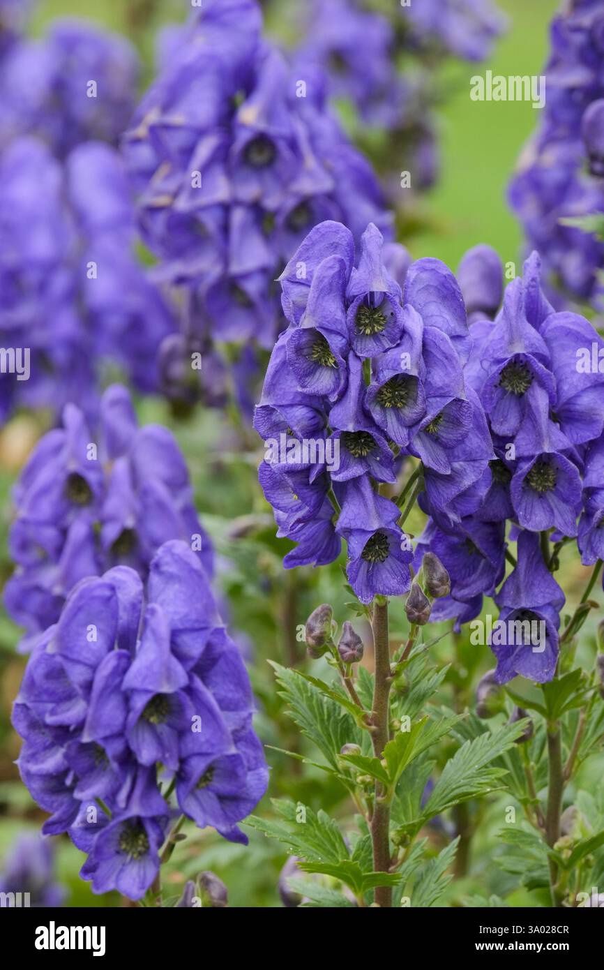 Aconitum arendsii Monkshood