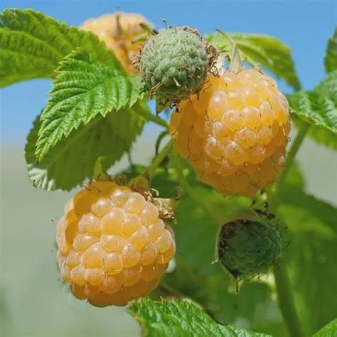 Ribes Raspberry Fall Gold