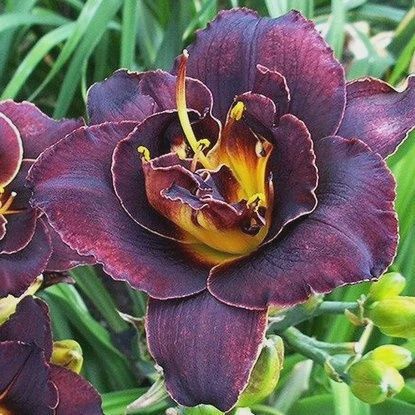 Hemerocallis Bogeyman Dalily