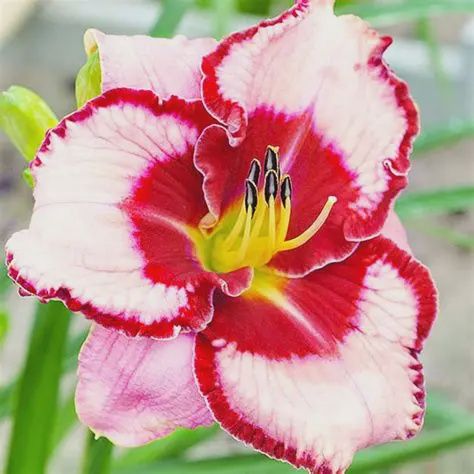 Hemerocallis Lies and Lipstick Daylily